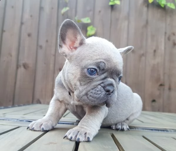 regalo cuccioli di bulldog francese....