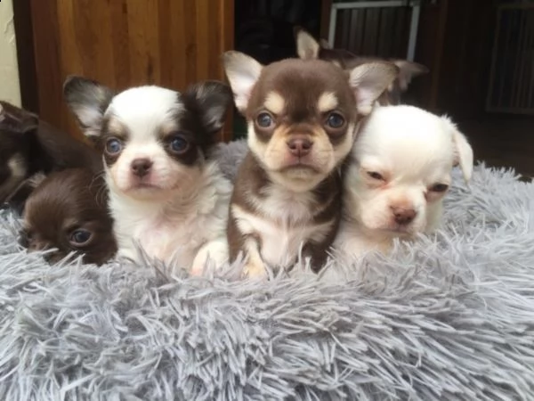 regalo cuccioli di chihuahua mini toy,