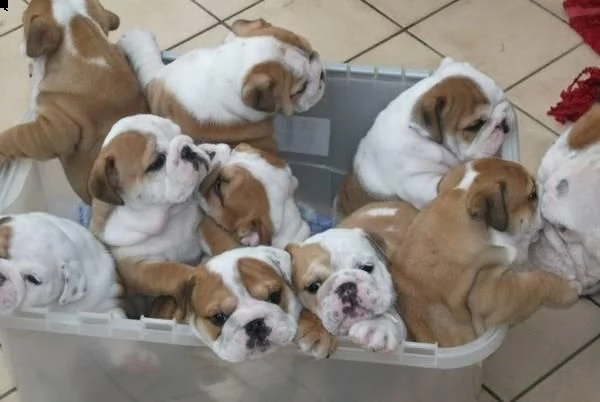 cuccioli di bulldog inglese