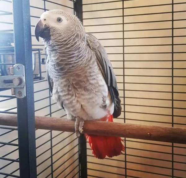 (((((pappagalli grigi africani maschi e femmine disponibili | Foto 0