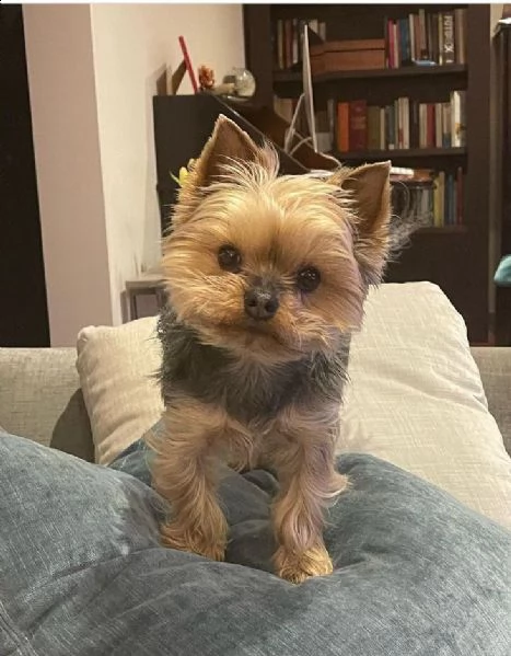 regalo cucciolo regalo abbiamo avere amorevole yorkie cuccioli per l'adozione abbiamo avere yorkie a