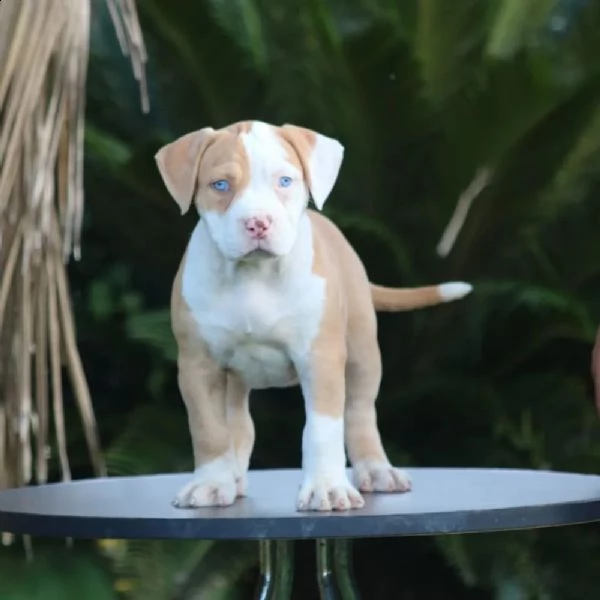 regalo pit bull cuccioli meravigliosi ! nati in casa da nostri esemplari ipertipici carattere ottimo