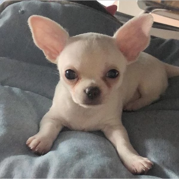 regalo cucciolo regalo cuccioli di chihuahua