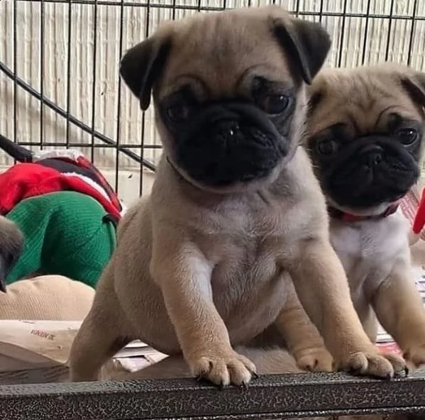 regalo carlino  | Foto 0