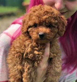 fantastico cuccioli di barboncino toy | Foto 0