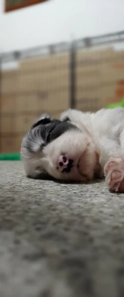 Cuccioli di Border Collie | Foto 4