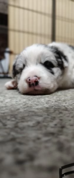 Cuccioli di Border Collie | Foto 3