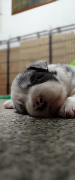 Cuccioli di Border Collie | Foto 2