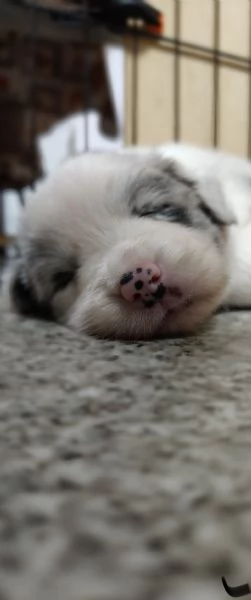 Cuccioli di Border Collie | Foto 1