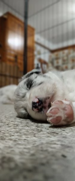 Cuccioli di Border Collie | Foto 0