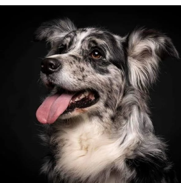 Cuccioli di Border Collie