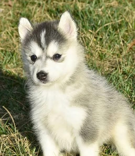 regalo cuccioli di razza siberiano husky consegna con il libretto sanitario,  il michrochip, vaccina