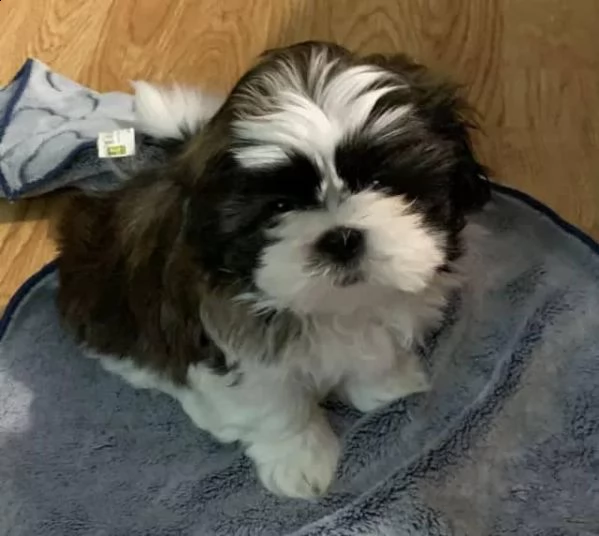 cuccioli shitzu maschi femmine | Foto 0