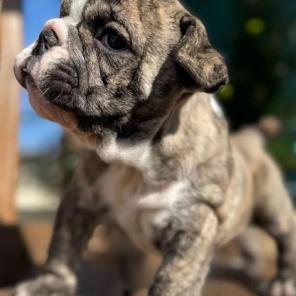 regalo bulldog inglese cuccioli con pedigree