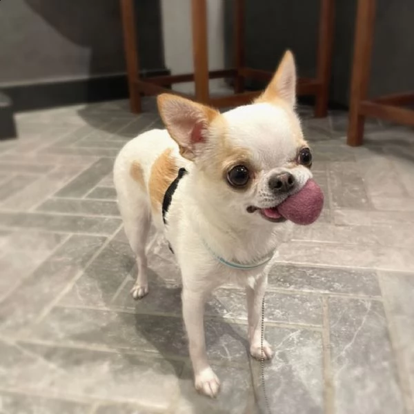 meraviglioso regalo di chihuahua  cuccioli di chihuahua di ottima genealogia, già vaccinati, svermin