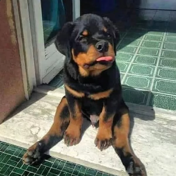 regalo cuccioli di tipo rottweiler con i capelli corti cuccioli di rottweiler, capelli corti e tutto
