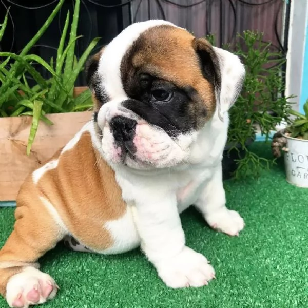 cuccioli inglese bulldog disponibili per adozione cuccioli disponibili bulldog inglese cuccioli disp