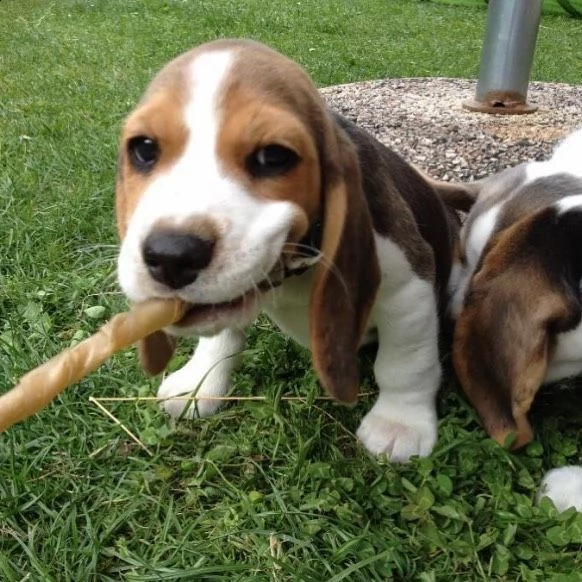 regalo cuccioli dolce e bella beagle stiamo dandoquesti nostri cuccioli sani maschi e femmine in un 