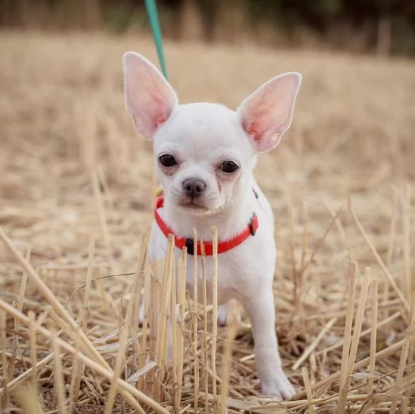 regalo cucciolo regalo cuccioli di chihuahua