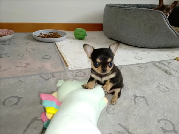 Chihuahua con pedigree ENCI 