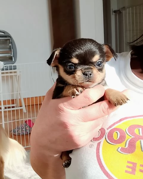 Chihuahua con pedigree ENCI  | Foto 4