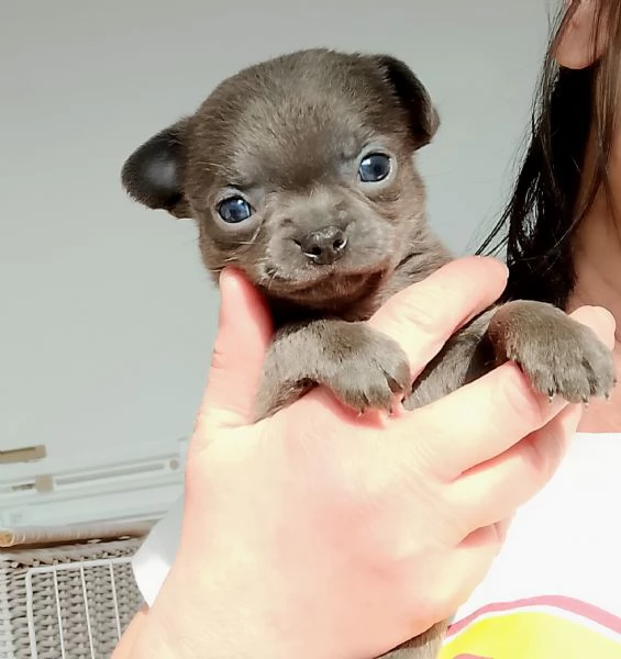 Chihuahua con pedigree ENCI  | Foto 3