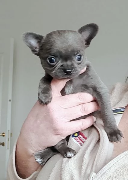 Chihuahua con pedigree ENCI  | Foto 2