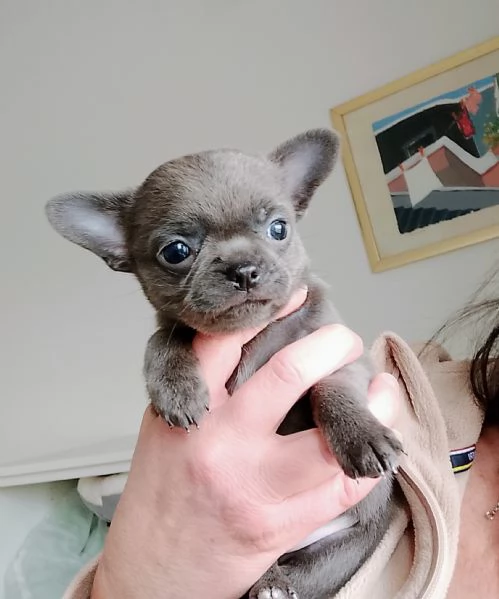 Chihuahua con pedigree ENCI  | Foto 0