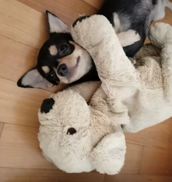 Chihuahua Pedigree ENCI 