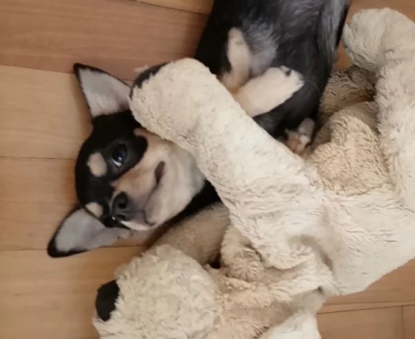 Chihuahua Pedigree ENCI  | Foto 6