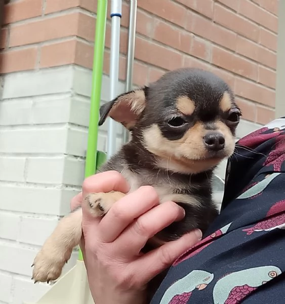 Chihuahua Pedigree ENCI  | Foto 1