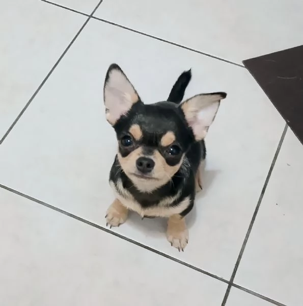 Chihuahua Pedigree ENCI  | Foto 0