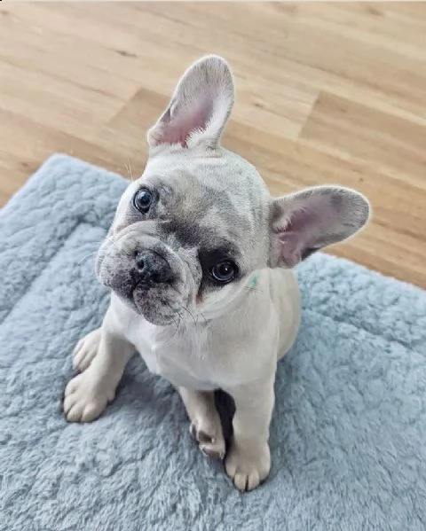 regalo cucciolo bulldog francese