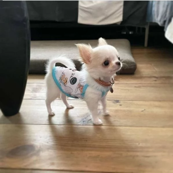 tertryt regalo cucciolo regalo cuccioli di chihuahua