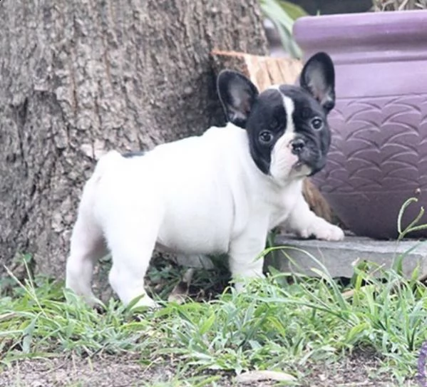 ngnjgmghm regalo cucciolo bulldog francese