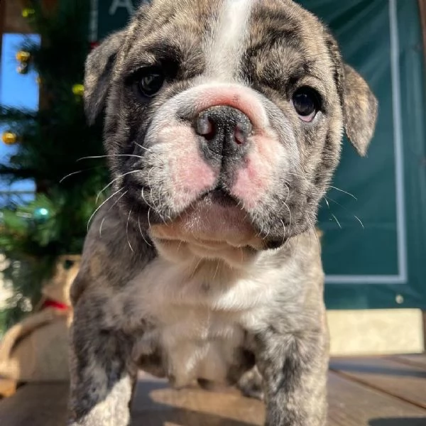 regalo bulldog inglese cuccioli con pedigree