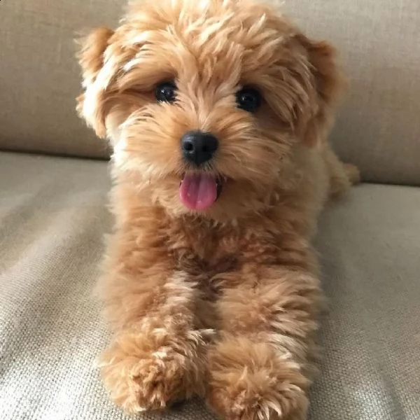 regalo havanese cuccioli meravigliosi ! 