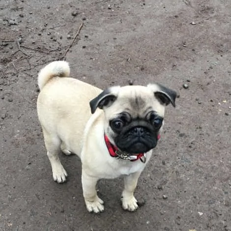 regalo cuccioli carlino meravigliosi ! 