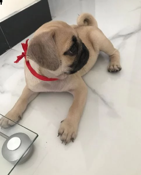 simpatico regalo di cuccioli di carlino