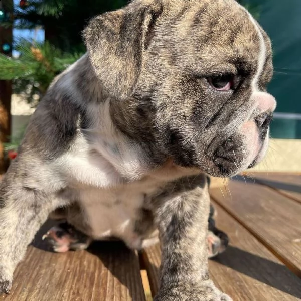 regalo bulldog inglese cuccioli con pedigree