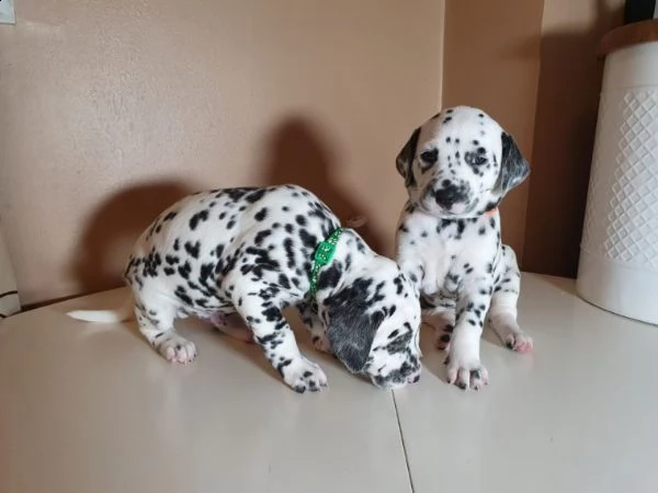 tre mesi dalmata cuccioli
