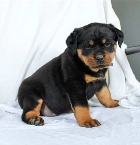 adorabili cuccioli di rottweiller 