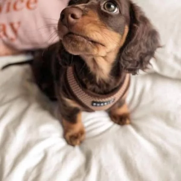 cuccioli di bassotto sani e ben addestrati per l'adozione gratuita | Foto 0