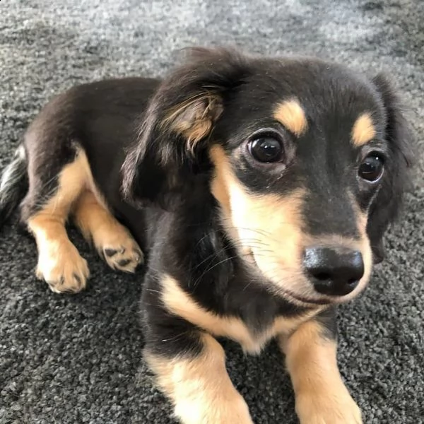 cuccioli di bassotto sani e ben addestrati per l'adozione gratuita