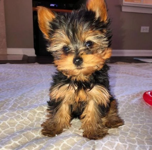 cuccioli di yorkie registrati per l'adozione | Foto 0