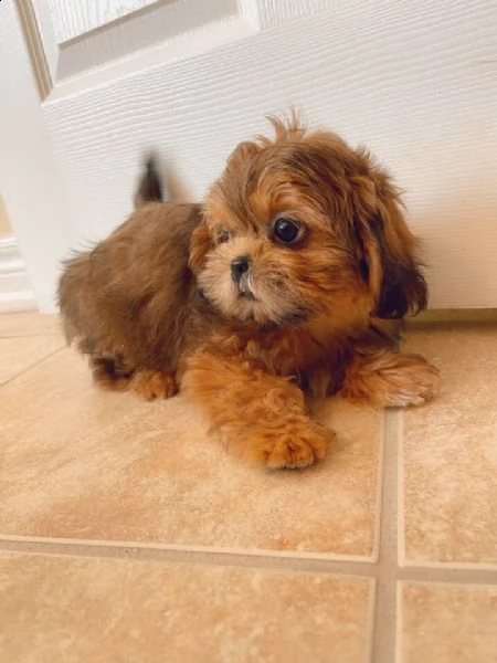 shih-tzu toy gift puppy gift | Foto 0