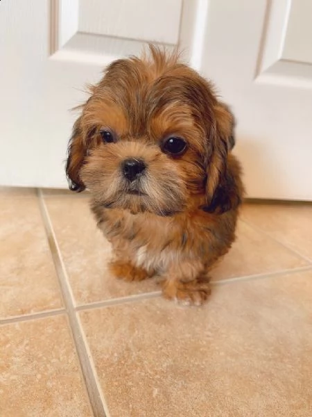 shih-tzu toy gift puppy gift