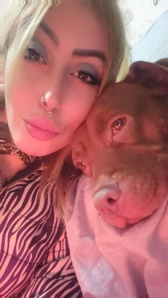 Athena, Pitbull Con Pedigree | Foto 3