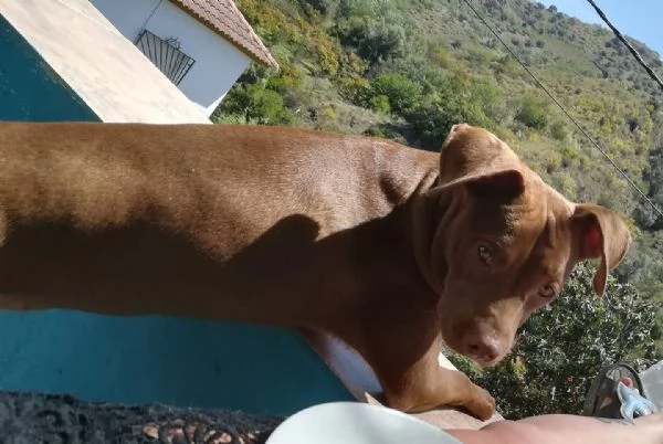 Athena, Pitbull Con Pedigree | Foto 2