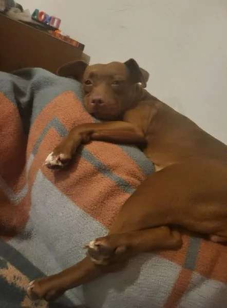 Athena, Pitbull Con Pedigree | Foto 1